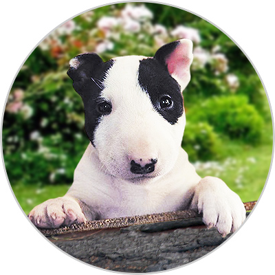 Allevamento Bull Terrier Miniature Allevamentocuccioli It