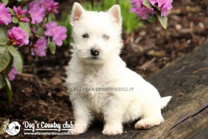 allevamento west highland white terrier