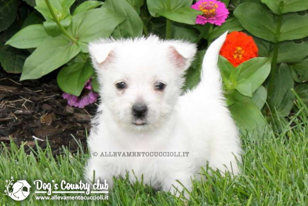 allevamento west highland white terrier