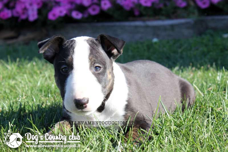 Allevamento Bull Terrier Pavia Allevamentocuccioli It