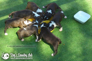 Allevamento Bull Terrier Miniature