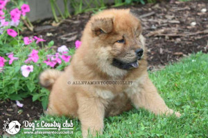 Allevamento Chow Chow