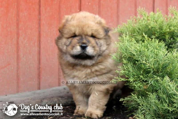 Allevamento Chow Chow